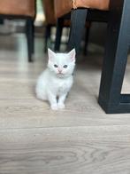 4 prachtige, witte kittens kruising Pers-Maincoon-Blauwe Rus, Meerdere dieren, Ontwormd, 0 tot 2 jaar