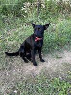 Lemy – zacht, jong meisje zoekt iemand die haar ziet, Dieren en Toebehoren, Particulier, Rabiës (hondsdolheid), 15 weken tot 1 jaar