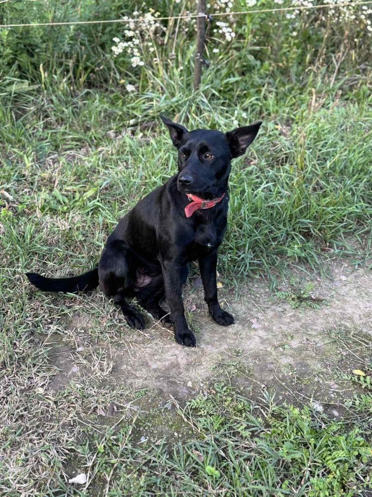 Lemy – zacht, jong meisje zoekt iemand die haar ziet, Dieren en Toebehoren, Honden | Niet-rashonden, Middel, Teef, Particulier