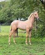 Prachtig palomino merrie veulen te koop!, Dieren en Toebehoren, Merrie, Ontwormd, 0 tot 2 jaar