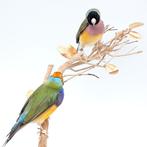 Opgezette Gouldamadines op tak taxidermy taxidermie, Verzamelen, Dierenverzamelingen, Ophalen of Verzenden, Nieuw, Vogel, Opgezet dier