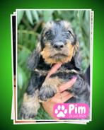 Gezocht vriendelijke hondenoppas in Woensdrecht NB, Particuliere oppas