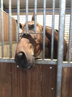 Verzorgpony/Paard gezocht, Dieren en Toebehoren, Stalling en Weidegang