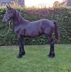 Te koop: Friese hengst (jaarling), Hengst, Gechipt, 0 tot 2 jaar