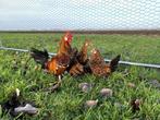 Java kriel kuikens hennetjes gesekst, ingeënt, veel kleur, Dieren en Toebehoren, Pluimvee, Vrouwelijk, Kip