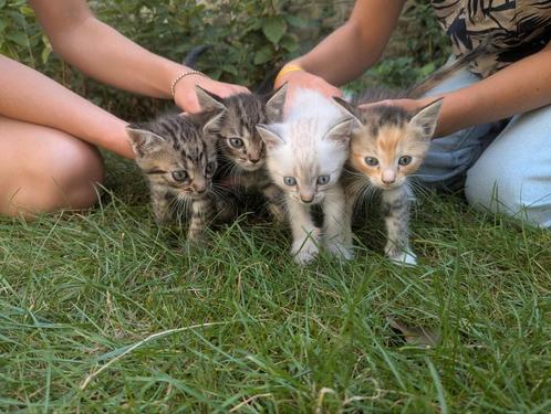 Supermooie kittens kruising Siamees Cypers Siamese cyperse, Dieren en Toebehoren, Katten en Kittens | Overige Katten, Meerdere dieren