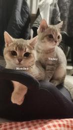 Lieve Britse Korthaar kittens te koop, Dieren en Toebehoren, Katten en Kittens | Overige Katten, Meerdere dieren