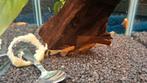 Ancistrus red longfin .eigen kweek ., Dieren en Toebehoren, Vissen | Aquariumvissen, Vis