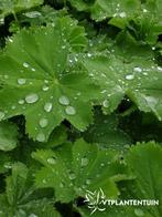 Alchemilla mollis Vrouwenmantel in p9 pot vaseplant, Ophalen of Verzenden, Zomer, Overige soorten, Volle zon