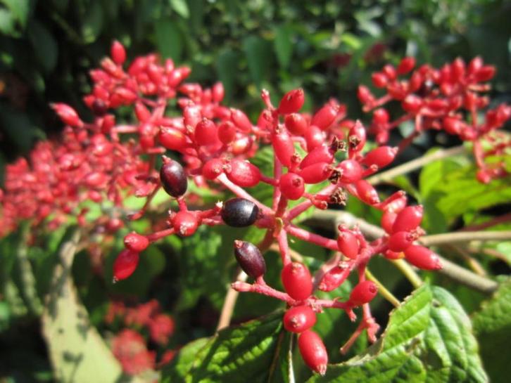 **ACTIE** Viburnum lantana, Wollige Sneeuwbal, Gelderseroos, Tuin en Terras, Planten | Tuinplanten, Vaste plant, Overige soorten