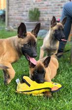 Mechelse herder pup (teefjes) met nvbk stamboom, Dieren en Toebehoren, Honden | Herdershonden en Veedrijvers, België, Particulier