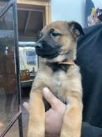 Nog twee pups beschikbaar!, CDV (hondenziekte), 8 tot 15 weken, Teef, Groot