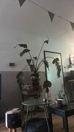 Strelitzia kamerplant plant 170 groot, Huis en Inrichting, Kamerplanten, Overige soorten, Minder dan 100 cm, Ophalen of Verzenden