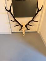 Te koop edelhert gewei, Ophalen, Zo goed als nieuw, Hert, Gewei of Kop