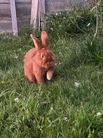 Thrianta x wener konijn te koop, Dieren en Toebehoren, Konijnen, Mannelijk, Middelgroot