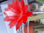 EPIPHYLLUM ACKERMANNI  STEK, Ophalen of Verzenden, Overige soorten, Minder dan 100 cm