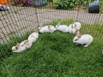 Baby konijntjes, Dieren en Toebehoren, Konijnen, Meerdere dieren, Middelgroot, Hangoor, 0 tot 2 jaar