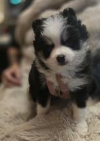 Pomsky pups, Overige rassen, 8 tot 15 weken, Meerdere, Meerdere dieren