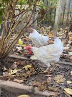 Prachtige kippen, Dieren en Toebehoren, Vrouwelijk, Kip