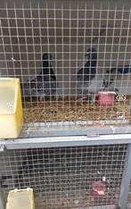 4 Spaanse duif, Dieren en Toebehoren, Meerdere dieren, Kropper