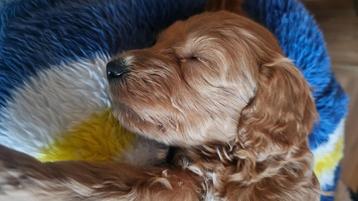 Cockapoo pups uit geteste ouders!! beschikbaar voor biedingen