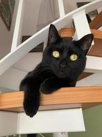 Ter adoptie, zie omschrijving, Dieren en Toebehoren, Katten en Kittens | Overige Katten, Poes, Kortharig, 3 tot 5 jaar