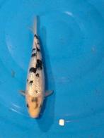 prachtige ginrin bekko 24 cm '' koishow kwaliteit '', Karper of Koi