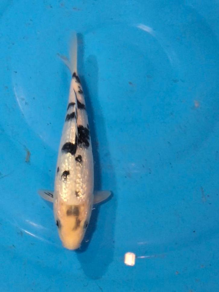 prachtige ginrin bekko 24 cm '' koishow kwaliteit '', Dieren en Toebehoren, Vissen | Vijvervissen, Karper of Koi