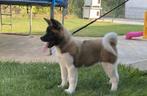 Amerikaanse Akita Teefje, Dieren en Toebehoren, Honden | Poolhonden, Keeshonden en Oertypen, Rabiës (hondsdolheid), 15 weken tot 1 jaar
