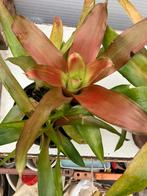 Bromelia, Huis en Inrichting, Kamerplanten, Ophalen of Verzenden, Halfschaduw, Minder dan 100 cm