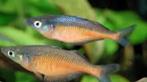 Chilatherina sentaniensis  Kweekgroep, Vis, Zoetwatervis, Schoolvis