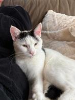 Poes wit zwart gevlekt, Dieren en Toebehoren, Katten en Kittens | Overige Katten, Poes
