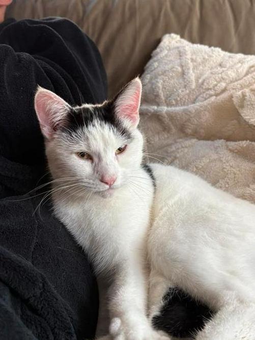 Poes wit zwart gevlekt, Dieren en Toebehoren, Katten en Kittens | Overige Katten, Poes