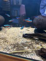 Groepje vissen te koop, Dieren en Toebehoren, Vissen | Aquariumvissen, Vis, Zoetwatervis, Schoolvis