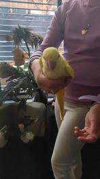 Lieve tamme lutino muisparkieten opnieuw te reserveren, Dieren en Toebehoren, Vogels | Parkieten en Papegaaien, Vrouwelijk, Parkiet