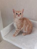 Kittens, Dieren en Toebehoren, Meerdere dieren, Ontwormd