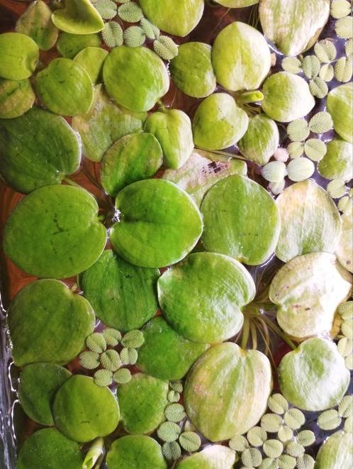Amazone kikkerbeet, Dieren en Toebehoren, Vissen | Aquaria en Toebehoren, Zo goed als nieuw, Plant(en), Steen of Hout, Ophalen