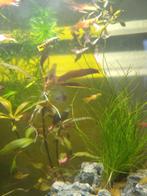 Endler's guppy male, Dieren en Toebehoren, Vis