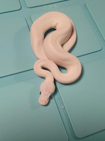 Koningspython  laaste blue eyed leucistic dame beschikbaar voor biedingen