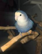 Tamme agapornis, Dieren en Toebehoren, Vogels | Parkieten en Papegaaien, Geslacht onbekend, Dwergpapegaai of Agapornis, Tam