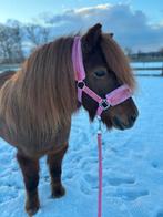 Lieve, super knappe kinderpony merrie uit 2018, Merrie, A pony (tot 1.17m), 7 tot 10 jaar, Recreatiepony