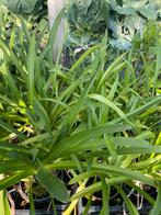 Agapanthus, Tuin en Terras, Ophalen, Zomer, Overige soorten, Volle zon