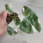 Alocasia Macrorrhiza plantje, Huis en Inrichting, Kamerplanten, Ophalen of Verzenden, Halfschaduw, Minder dan 100 cm