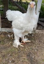 2 Brahma’s zoeken nieuw huisje!, Dieren en Toebehoren, Pluimvee, Kip