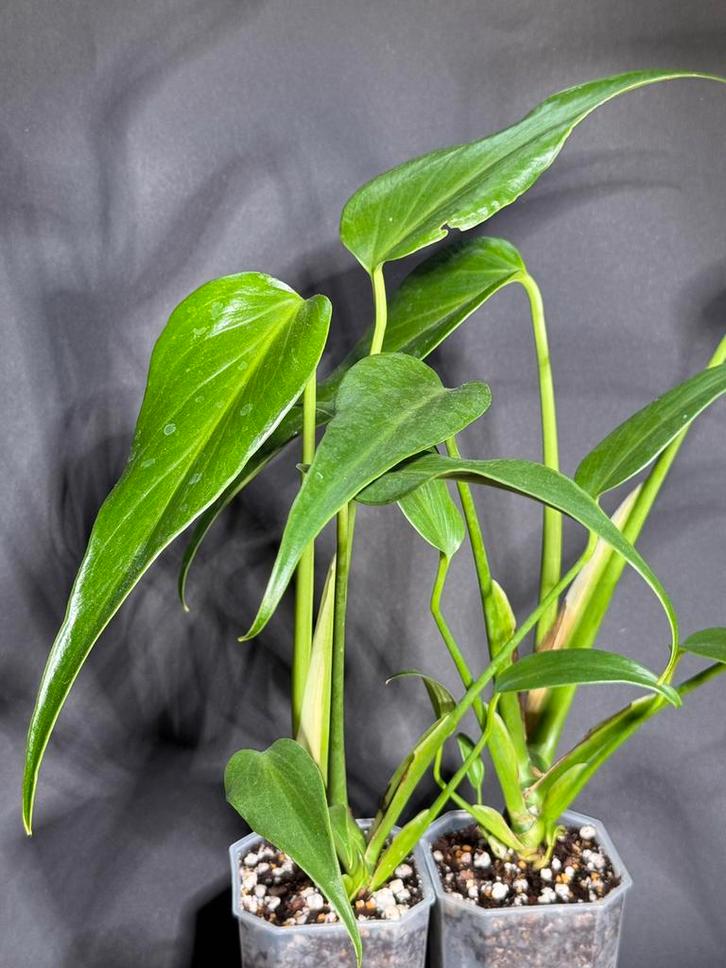 Monstera Burle Marx Flame, Huis en Inrichting, Kamerplanten, Minder dan 100 cm, Halfschaduw, Ophalen of Verzenden