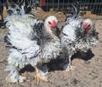 2 prachtige Columbia Krul Brahma groothoender hanen te koop!, Dieren en Toebehoren, Mannelijk, Kip