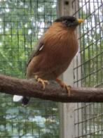 1-0 pagode spreeuw 2025, Mannelijk, Tropenvogel, Geringd