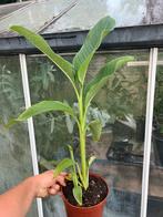 Canna altensteinii, Ophalen of Verzenden, Zomer, Volle zon, Overige soorten
