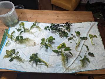 Grote anubias stekken beschikbaar voor biedingen