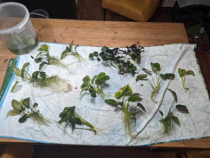 Grote anubias stekken, Dieren en Toebehoren, Vissen | Aquaria en Toebehoren, Plant(en), Steen of Hout, Ophalen of Verzenden